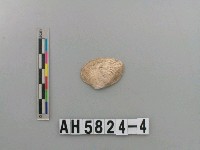 藏品(貝殼)的圖片